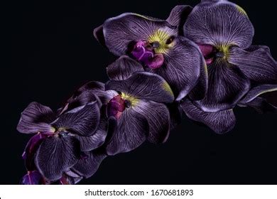 124,319 Black Orchids Images, Stock Photos & Vectors | Shutterstock