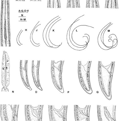 A, Longidorus elongatus . Female: A, anterior genital branch. B-F, L.... | Download Scientific ...