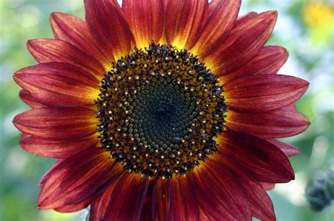 Red Sunflower Photograph by Betsy LaMere