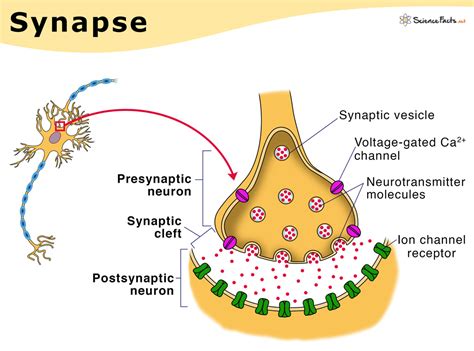 Synapse – Definition, Types, Structure, Functions, and Diagram