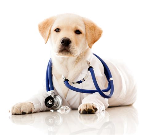 Pet First Aid 102 - Pet Poison Helpline