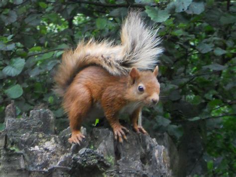 Red Squirrel News this Autumn | Scottish Wildlife Trust