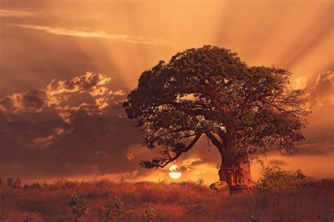 nature, Landscape, Sunset, Trees, Baobab Trees, Clouds, Africa, Grass, Sun Rays Wallpapers HD ...