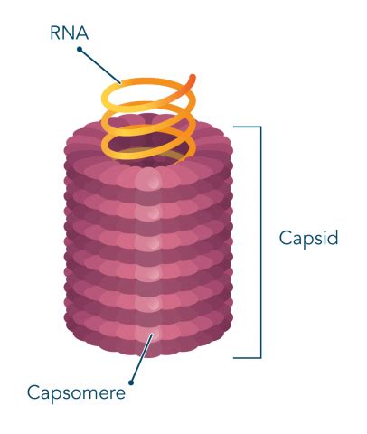 Introduction to Viruses - Let's Talk Science