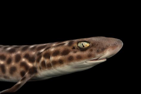 FIS010-00005 - Joel Sartore