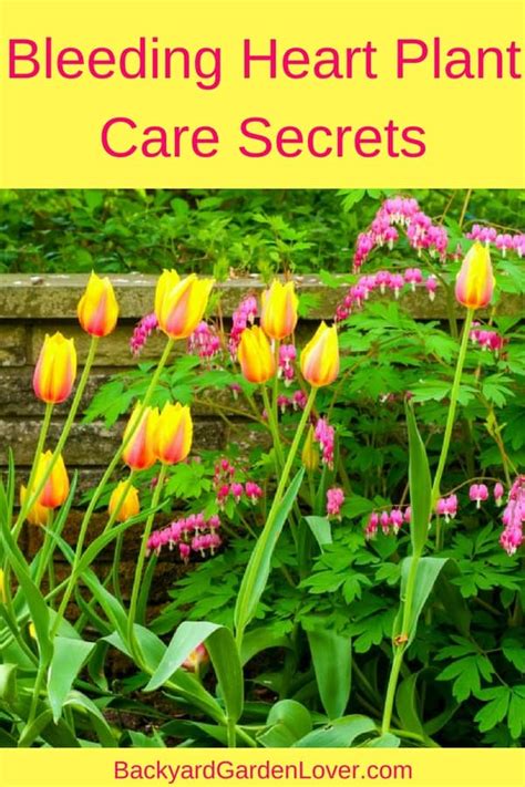 Bleeding Heart Plant Care Secrets You Should Know