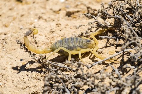 Deathstalker Scorpion - DesertUSA