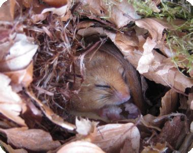 Dormice - Just Mammals