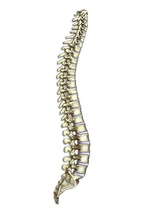 Free Chiropractic Cliparts, Download Free Chiropractic Cliparts png images, Free ClipArts on ...