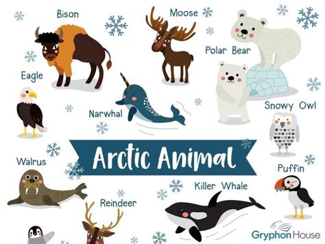 Experiencing the Arctic: Animals and Habitats | Arctic animals, Arctic ...