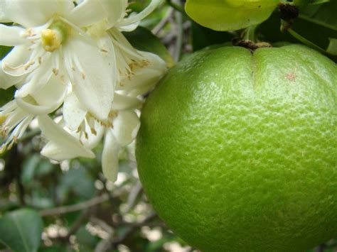 Navel Orange - Fruit and Blossoms