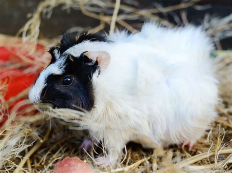 Do Guinea Pigs Need Hay: The Complete Guide to Feeding Hay for Guinea Pigs