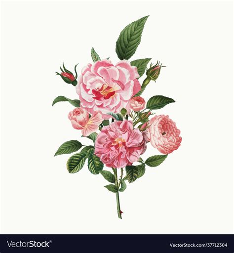 Pink roses Royalty Free Vector Image - VectorStock