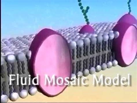 The Plasma Membrane - YouTube