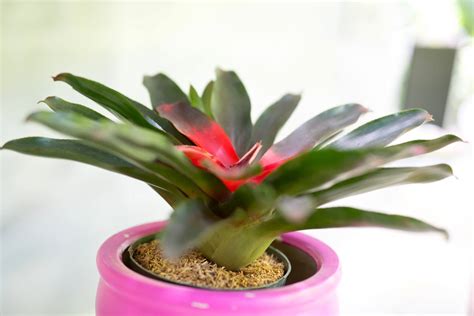 The 7 Best Houseplants for Beginners