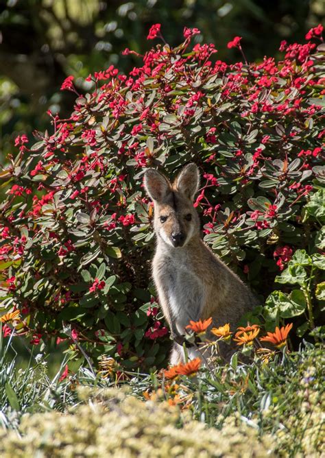 How to Feed Baby Formula to Wallabies?