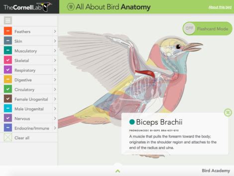 New on GameUp: All About Bird Anatomy | BrainPOP Educators