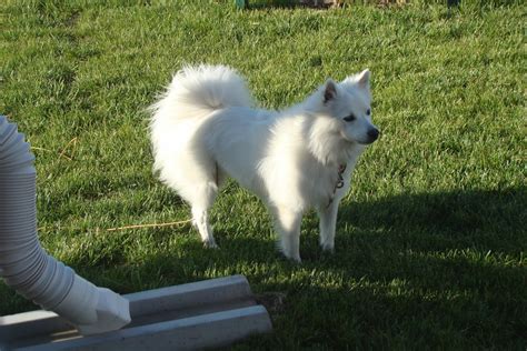 At Home With The O's: Our Polar Bear Dog