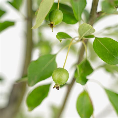 Callaway White Crabapple Tree For Sale Online | The Tree Center