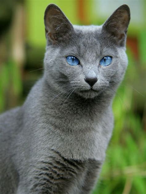 Pure Gray Cat with Blue Eyes