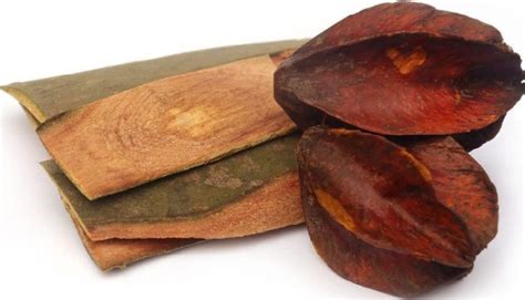 Terminalia Arjuna (Arjun Bark) Benefits, Uses, Dosage & Side Effects