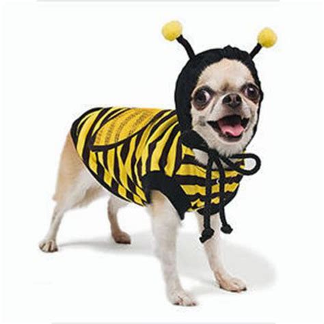 Pampet bee dog costume for Halloween