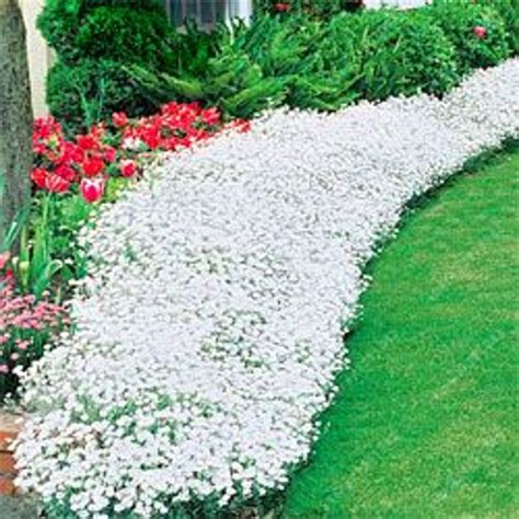 50 Seeds Creeping Thyme Seeds, White Rock Cress Seeds Perennial Ground Cover Flower Seeds in ...