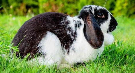 Black and White Rabbit Breeds Make The Best Pet Bunnies!