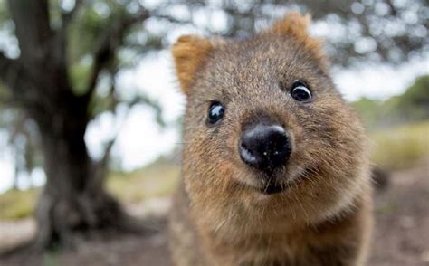 Quokka Marsupial from Australia Always Smiling | Happy animals, Quokka animal, Quokka