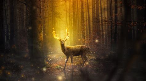 Deer Forest Wallpapers - Wallpaper Cave