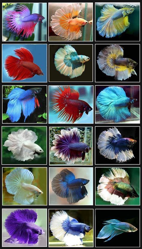 TYPES OF BETTA FISH – If you have a freshwater aquarium in your home ...