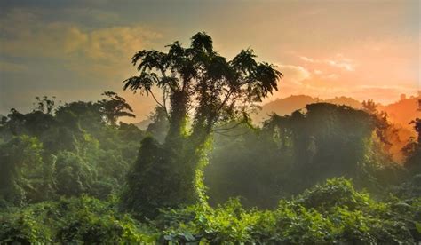 Jungle Sunset - by The Katalyst | Forest scenery, Nature photography, Photo art