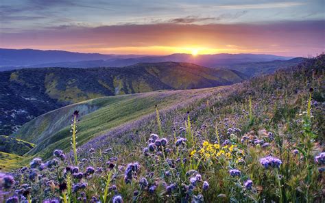 Purple flower field during sunrise, california HD wallpaper | Wallpaper Flare