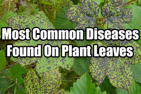 The Most Common Diseases Found on Plant Leaves – Indoor Gardening Guide