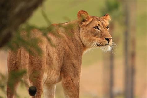 Lions & Lion Cubs | Flickr - Photo Sharing!