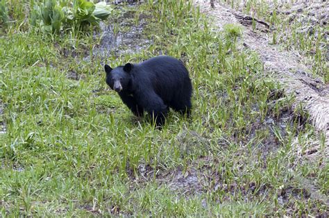 Morro Bay Wildlife Spotlight: Brown Bears and Black Bears