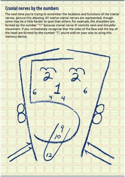 Cranial Nerves Face Mnemonic