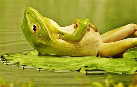 Funny Frog Wallpapers - Wallpaper Cave