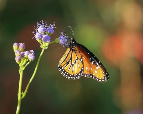 Queen butterfly Photograph by RM Woods - Fine Art America