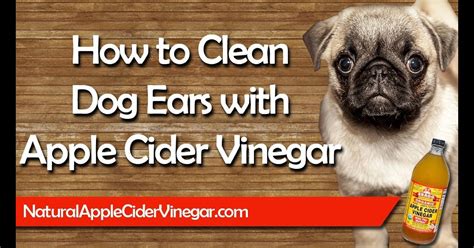 Does Apple Cider Vinegar Kill Ear Mites In Dogs - Apple Poster