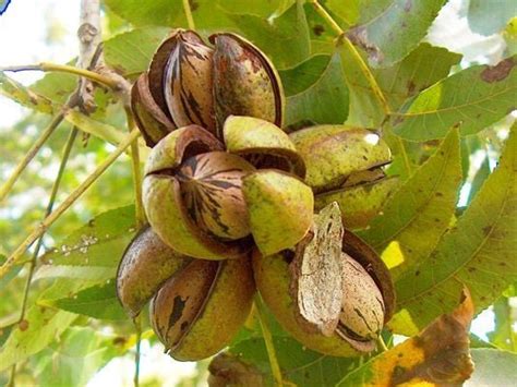 Nature Notes: Native, nutty pecan trees | Travel And Outdoors | fredericknewspost.com