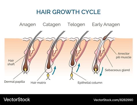 Hair growth cycle Royalty Free Vector Image - VectorStock