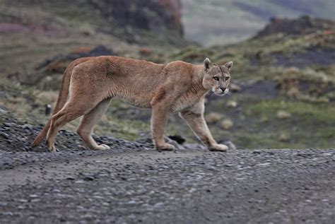 Patagonia Birds & Wildlife with Canadian Geographic | Canadian Geographic