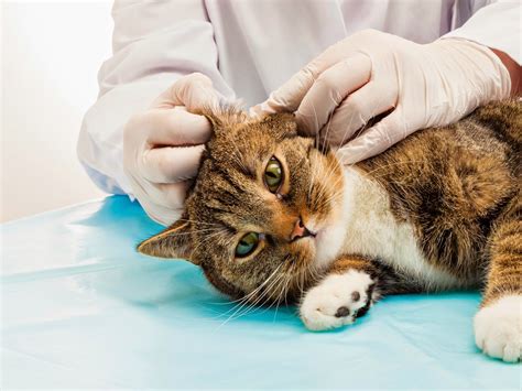 How to Keep Your Cat Parasite-Free - Bregman Vet Group