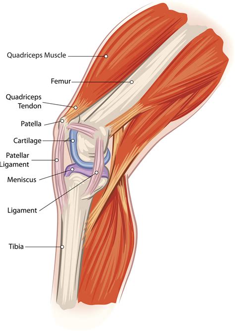 Anatomy, Pathology & Treatment of the Knee Joint - Articles & Advice | White House Clinic