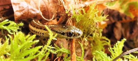 Western Terrestrial Garter Snake, Vancouver Island, BC | Gohiking.ca