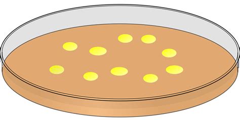 Download Petri Dish, Bacteria, Laboratory. Royalty-Free Vector Graphic - Pixabay