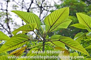 Urticaceae, Nettle Family