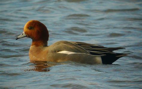 P1140728wigeon 01 (2) | drake wigeon. | stephen kane | Flickr