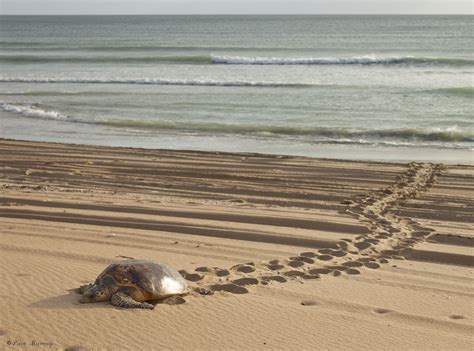 Riviera Maya Puerto Morelos Cancun Marine Turtles